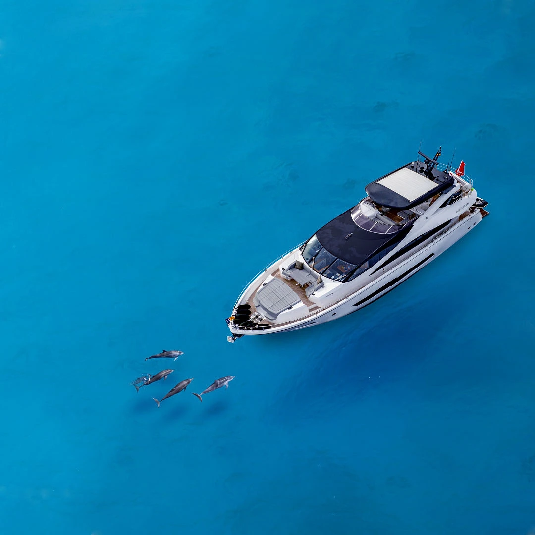 luftaufnahme einer weißen yacht auf türkisem wasser, daneben eine gruppe delfine
